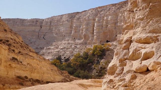 עין עבדת ישראל טבע Израиль природа Эйн Авдат Israel nature ein avdat смотреть онлайн