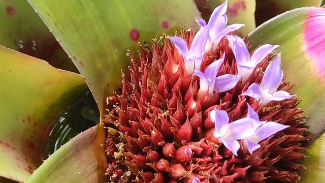 Bromeliads, Neorgelia cruenta selecta. смотреть онлайн