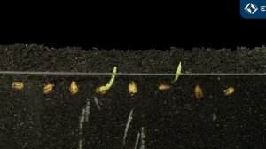 Рекомендации по внесению КАС 32. Пшеница и ячмень.