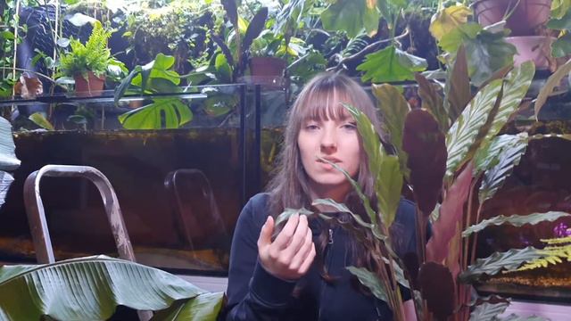Korbmarante (Calathea) | Standort, Pflege, Haltung, Vermehrung смотреть онлайн