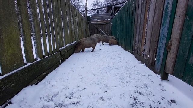 ОТВЕТЫ НА ВОПРОСЫ Вьетнамские свиньи (Содержание разведения заработок)￼ смотреть онлайн