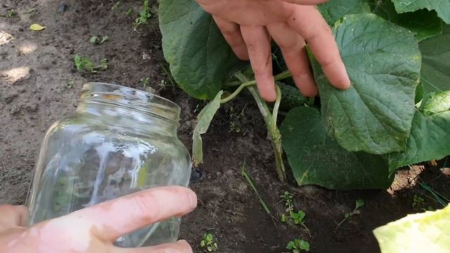 Огурцы Обожают в Июле Такое Питание! Даже Хилые Оживают и Прут Во Всю Без Остановки! смотреть онлайн