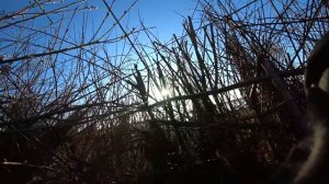 Охота на гуся (дробь №3, №1,№0) анализ ранений