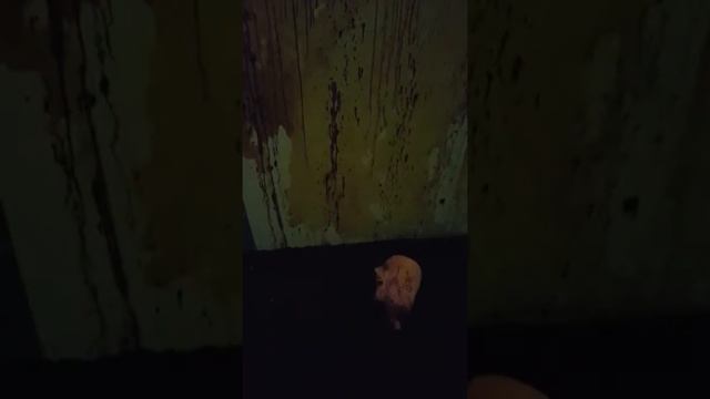 Mindtrap 2017 final walkthrough смотреть онлайн