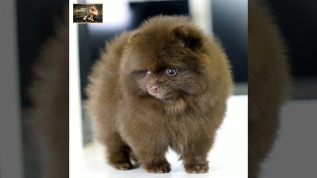 шпиц. щен кор Коры смотреть онлайн