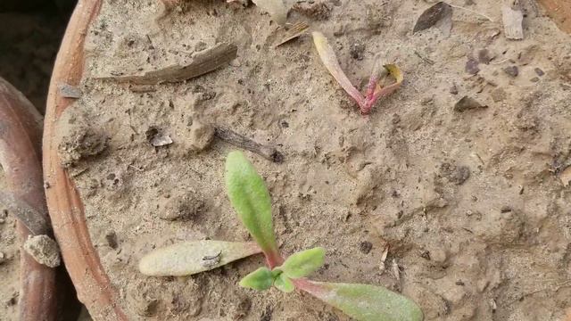Winter Flowers plants of Carnation | Ice Plants healthy growth in pots at Asim Garden смотреть онлайн
