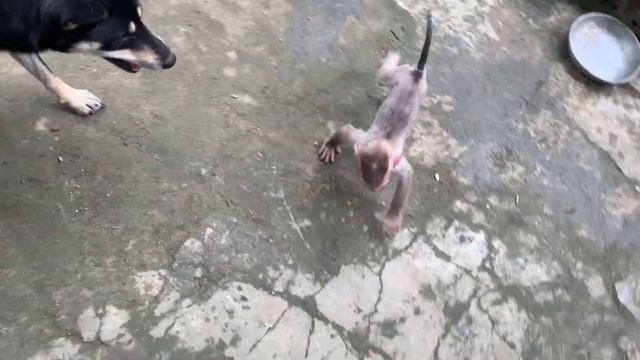 Monkey Bun | The mother dog bit the baby monkey and opened his mouth in pain (abandoned baby monkey смотреть онлайн