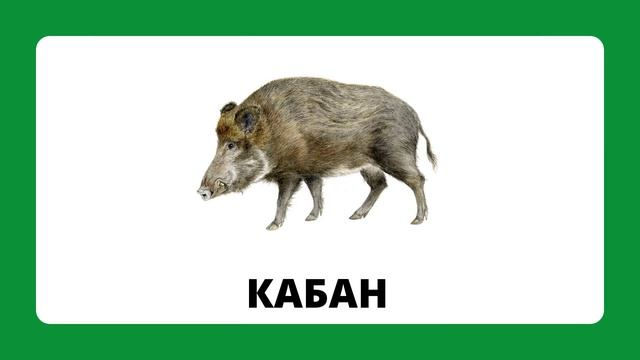 Дикие животные.mp4 смотреть онлайн