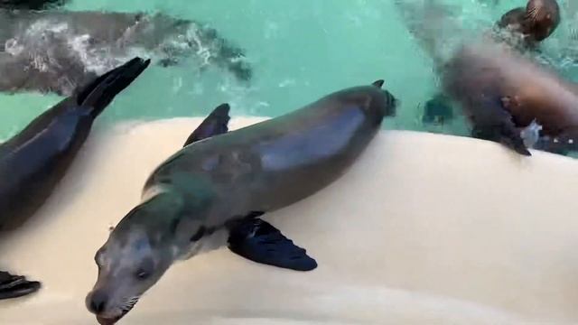 Морские обитатели #6, SeaWorld, San-Diego смотреть онлайн