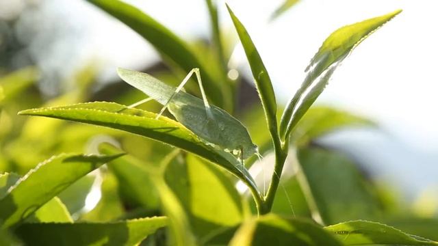 Eucommia Plant History and Health Effects смотреть онлайн