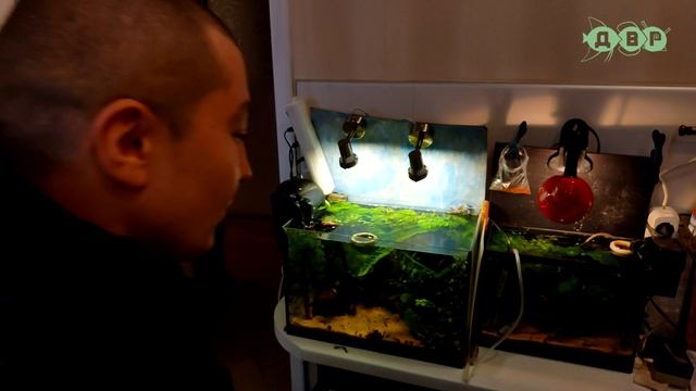 Ого как много КОРМА РЫБКАМ кидает тетя Ася! смотреть онлайн