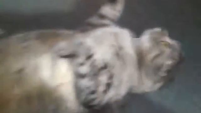 У БАСИ дневной СОН!!! смотреть онлайн