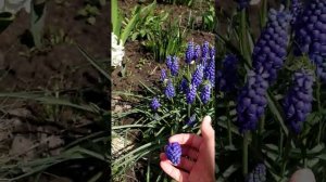 Весенняя клумба: Адонис, мускари армянский, брунера Джек Фрост, медуница сахарная и прочее