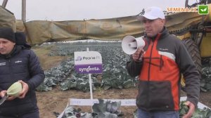 Зенон F1 капуста (Syngenta) День поля