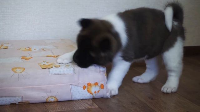 маламут и акита