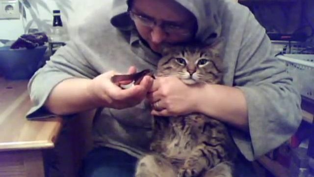 котику стригут ногти смотреть онлайн