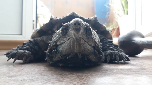 Бросок грифовой черепахи / Throw alligator snapping turtle смотреть онлайн