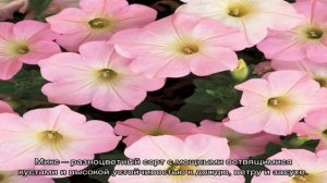 Сорт, серия, или вид — что такое петуния грандифлора Дримс