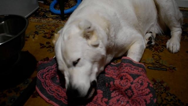 Никогда не сажайте волкодава на цепь! Есть альтернатива. смотреть онлайн