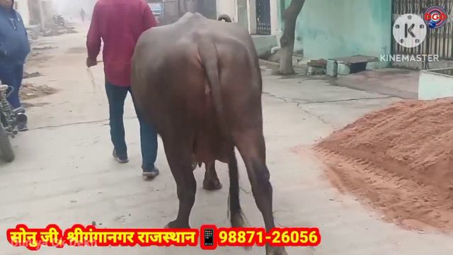 दुनिया की सबसे ज्यादा दूध देने वाली भैंस || World Biggest Udder Buffalo смотреть онлайн