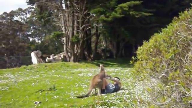 Man VS Kangaroo ROUND 2 смотреть онлайн