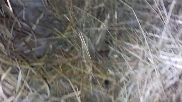 Окрол  крольчихи. Шок! Наш неудачный опыт окрола без маточника. Дневник очень многодетной мамы