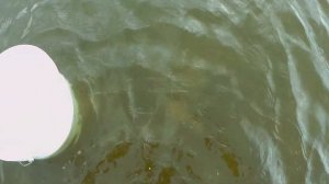 Рыбалка на Вятке 2021г.  Ловля чехони на резинку. Чехонь размером с "полторашку"!