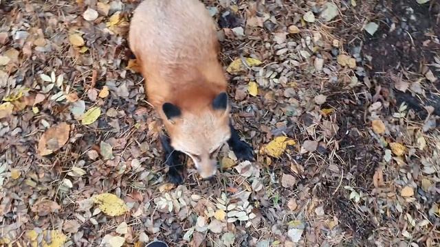 Алиса - лиса. Метет хвостом смотреть онлайн