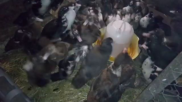 28.10.2018 Продолжение про утят. Поилка смотреть онлайн