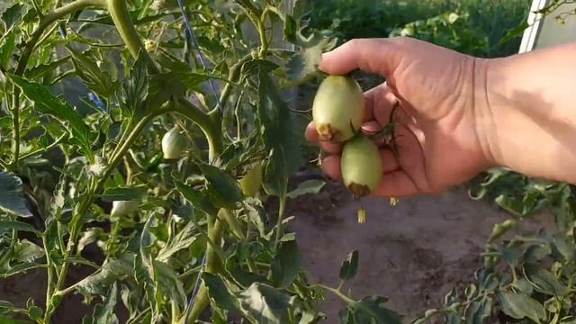 Вершинная гниль - как бороться смотреть онлайн