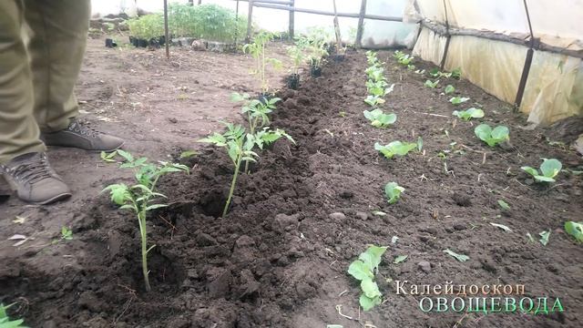 ТАКОЙ СПОСОБ ПОСАДКИ ПОМИДОР ГАРАНТИЯ ВАШЕГО УСПЕХА смотреть онлайн