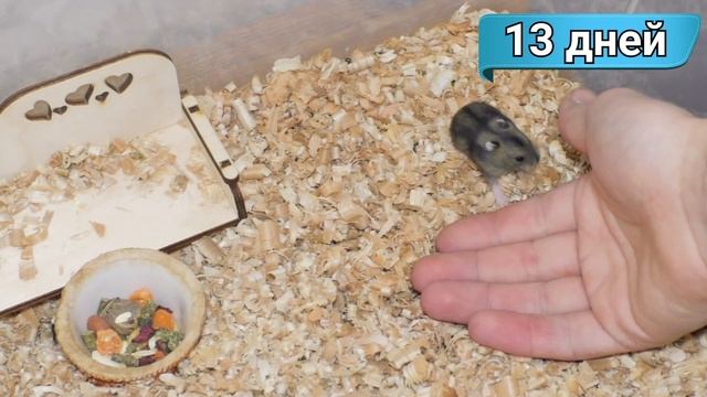 Джунгарские хомяки от 1 дня до месяца. Как растут хомяки джунгарики смотреть онлайн