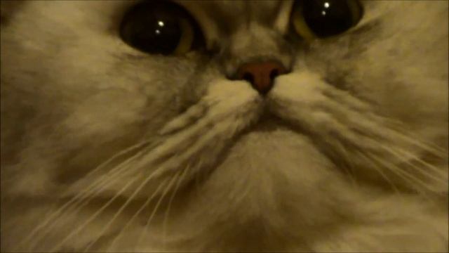 SONY HDR-CX190E Low Light Tungsten Sample - Lion Cut Pesian Chinchilla смотреть онлайн