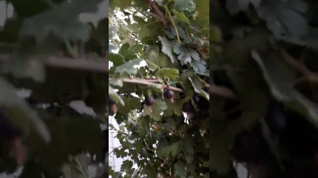 Крыжовник скрешченый с смородиной... смотреть онлайн