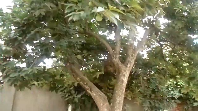 Крестовоздвиженский храм г. Туапсе в день Почаевской Божией Матери смотреть онлайн