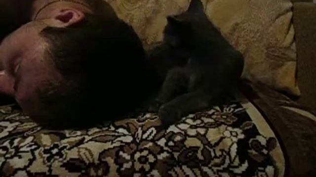 заботливый котик помыл себя и хзяина смотреть онлайн