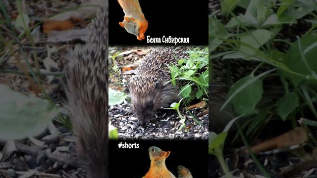 Ежик приходит за семечками