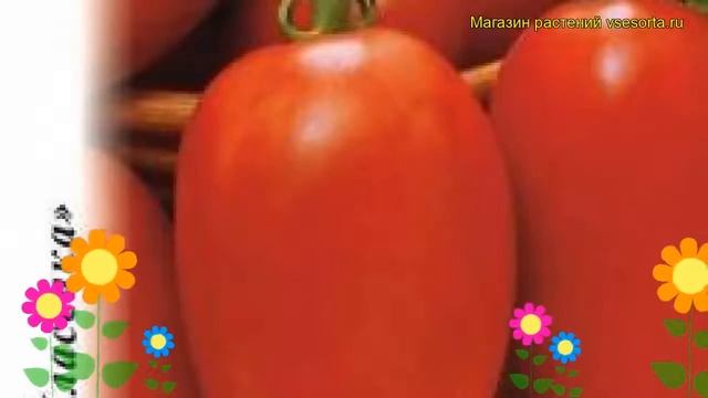 Томат Перцевидный. Краткий обзор, описание характеристик, где купить семена solánum lycopérsicum смотреть онлайн
