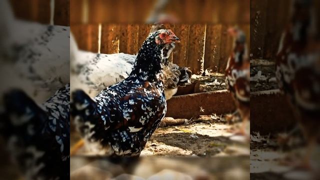 Кури породы Ливенская ситцевая