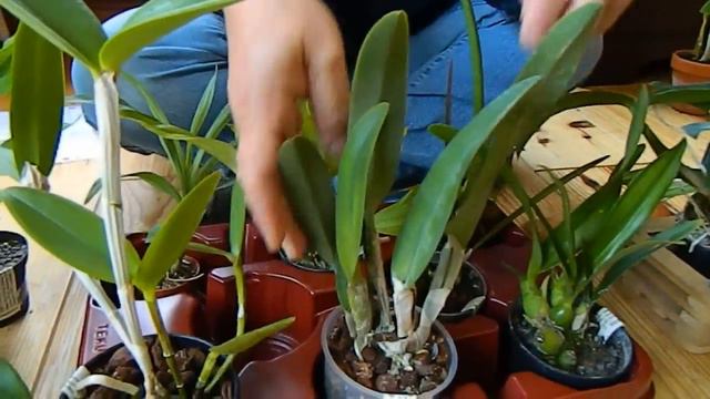 Schwerter Orchid Haul - the big one смотреть онлайн