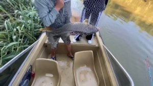 Сазан на 9,2 кг! Рыбалка в Маково!