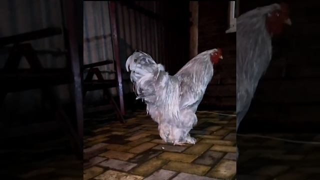 #брамалавандамрамор петух 12 месяцев брама Лаванда Мраморная смотреть онлайн