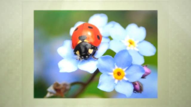 В чем польза божьей коровки смотреть онлайн