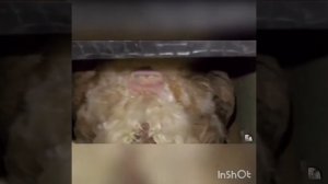 Как курицы высиживают яйца