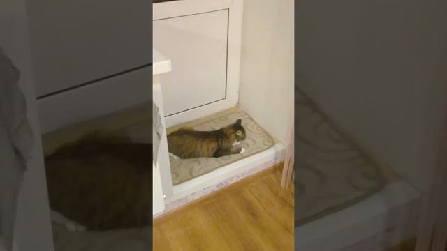 Кошка без валерианы смотреть онлайн