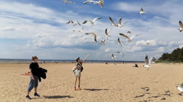 Пляж "Сестрорецкого курорта". 6.06.20. смотреть онлайн