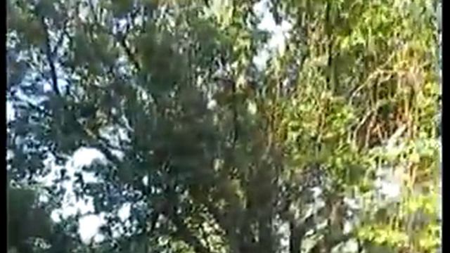 виноград после заморозка 11 05 17 смотреть онлайн