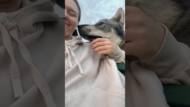 Брюсик романтик ? #зсл #деревня #брюс #shorts #западносибирскаялайка смотреть онлайн