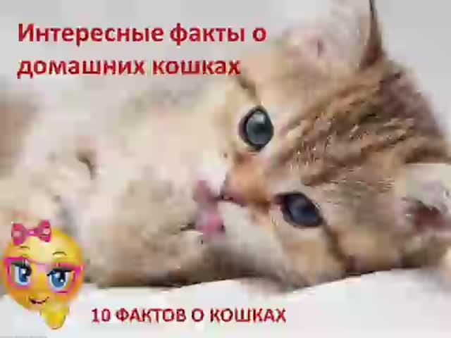 Интересные факты о домашних кошках. 10 фактов о кошках. смотреть онлайн