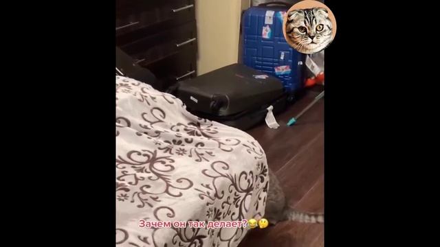 613 секунд Смеха ?? Смешных моментов | Милые котики Приколы с котами ?? Смешные коты #55 смотреть онлайн